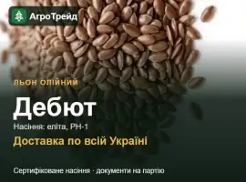 Льон олійний Дебют