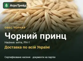 Зображення для оголошення Продам насіння чорного вівса Чорний принц