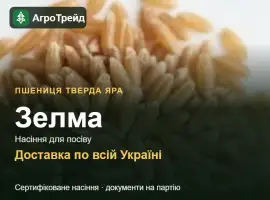 Зображення для оголошення Зелма — пшениця тверда яра, насіння