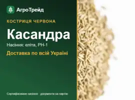 Зображення для оголошення Купити насіння костриці червоної Касандра