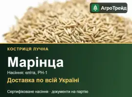 Зображення для оголошення Костриця лучна Марінца — насіння