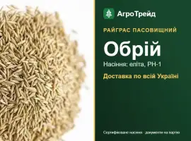 Зображення для оголошення Райграс пасовищний Обрій — насіння