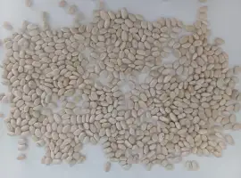 Продамо квасолю білу сорту Navy Beans 2026