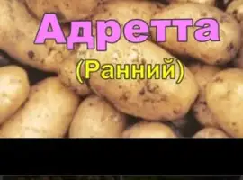 Картопля Адретта, Пікассо