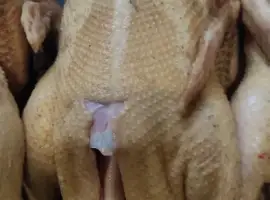 Мясо тушка індокачки домашні