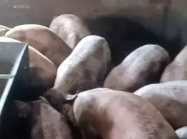 Свиньи живым весом