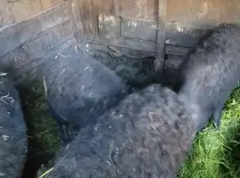 Продам свыней жывым весом свинки кабан на мясо