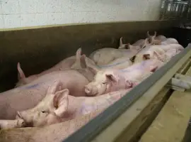 Продам свиней живим весом