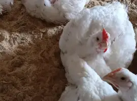 Бройлер живой вес