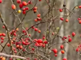 Шипшина Сушина,Шиповник Ціна 205/кг