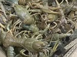 Живі та варені раки