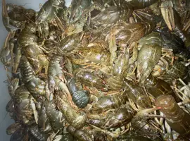 Живі раки