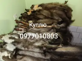 Куплю шкури куниці