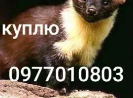 Куплю шкури куниці