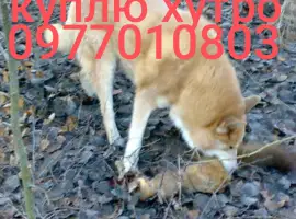 Куплю шкури куниці