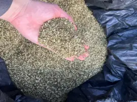 Махорка. Середня міцність, для гільз