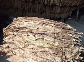 Продам лист тютюну