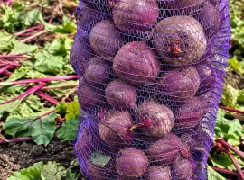 Продам буряк оптом (1 та 2 сорт)