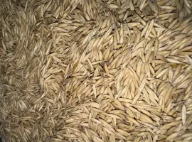 Продаж ВІВСА оптом — Харківська область