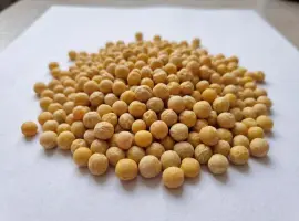Продаж жовтого гороху оптом — Харківська область