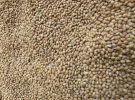 Продаж ПРОСО ЖОВТЕ оптом — Харківська область