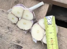 Продаємо часник товарний/ на посадку