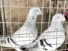 Продам голуби