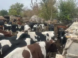 Продам бычков живим весом