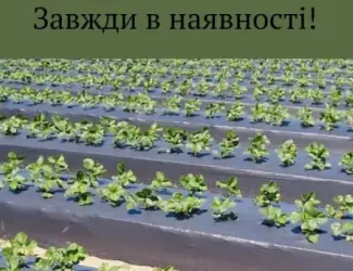 Мульчуюча плівка