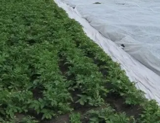 Зображення для оголошення Агроволокно Агротекс 1