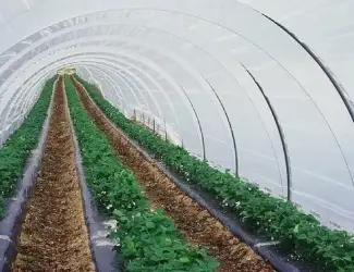 Плівка теплична турецька Vatan Plastik 150 мкм