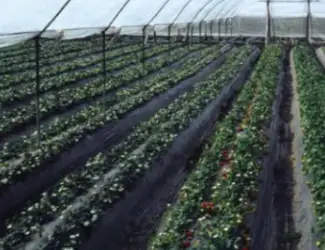 Плівка для мульчування Ватан Пластік