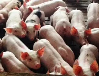 Зображення для оголошення Продаем отличных поросят с комплекса мясник 3х породный