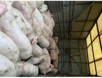 Зображення для оголошення Поросята доставка безкоштовно