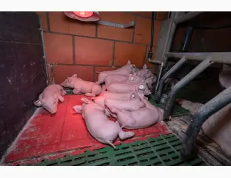Зображення для оголошення Безкоштовна доставка поросят