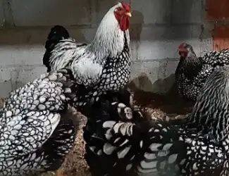 Зображення для оголошення Продам інкубаційні яйця курей Віандот