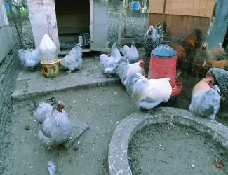Кохінхін ізабелла