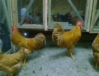 Леггорн палевий