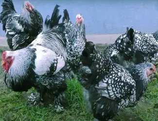 Брама срібло
