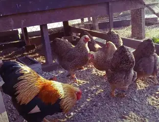 Зображення для оголошення Інкубаційне яйце та курчата. Віандот: срібло