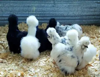 Яйце на інкубацію від породистих курей. Китайські шовкові палева