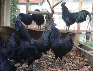 Яйце на інкубацію від породистих курей. Аям Цемані