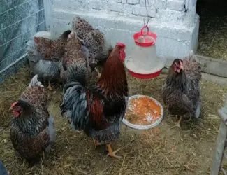 Інкубаційне яйце