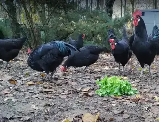 Інкубаційне яйце. Курчата