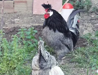 Інкубаційне яйце. Курчата