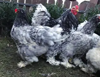 Інкубаційне яйце. Курчата