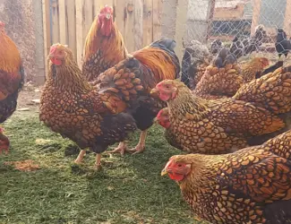 Інкубаційне яйце