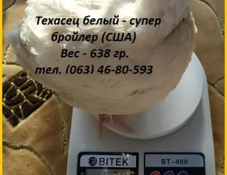 Зображення для оголошення Инкубационные яйца супер - бройлер Белый Техасец - (США Texas)