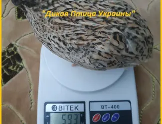 Зображення для оголошення Инкубационные яйца перепела для маточного стада