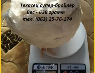 Яйца инкубационные перепела Белый Техасец - супер бройлер (США)
